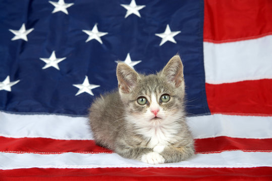 USA Cat